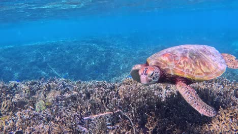 cerca de una tortuga marina juvenil nadando bajo el mar azul tropical