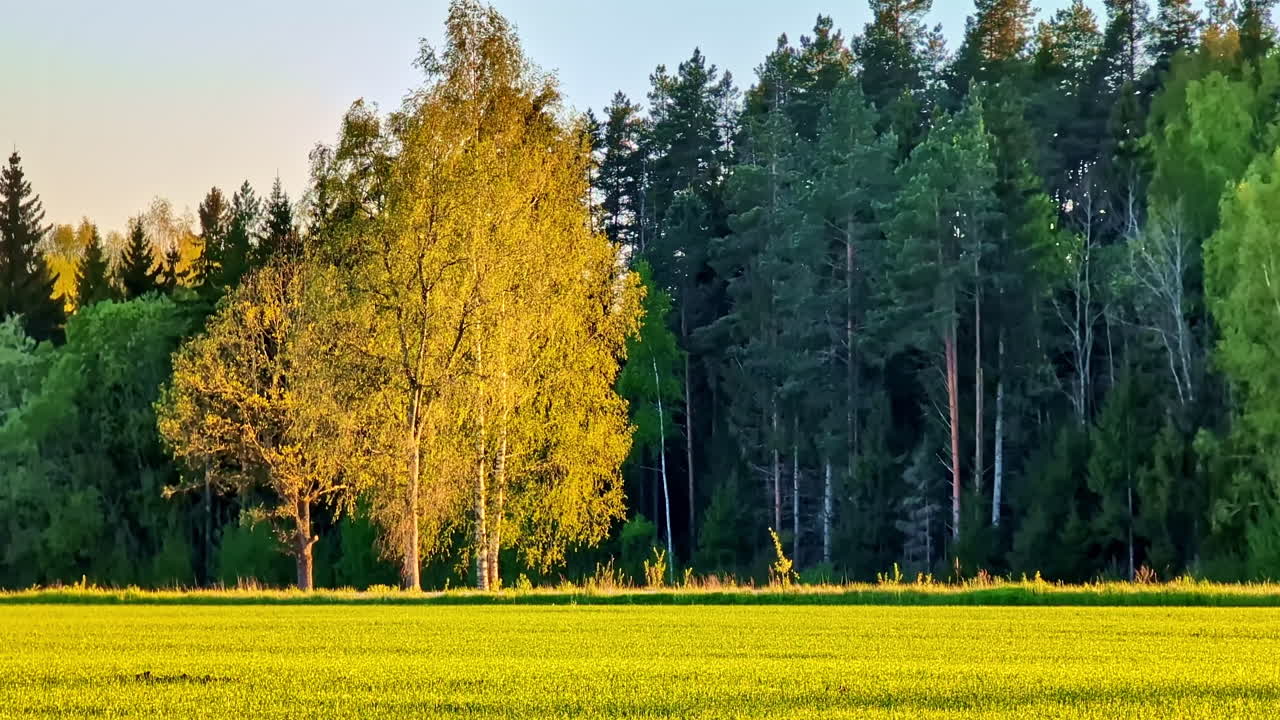 Yellow-leaved birch trees standing before deep green forest in glowing evening light