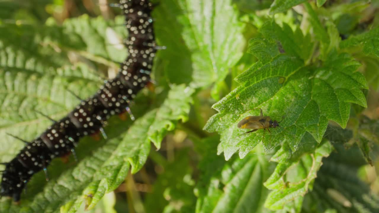Common nettle flower bug crawls on shaded leaf, macro close up