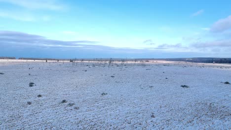 frozen field of snow and dead trees under a clouded horizon