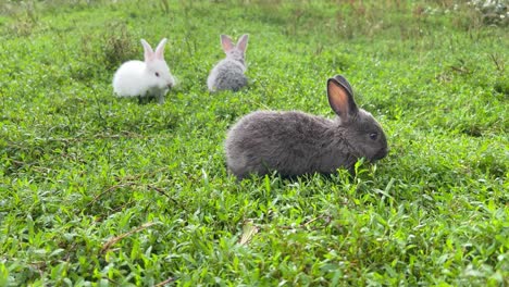 three cute bunnies in a green field