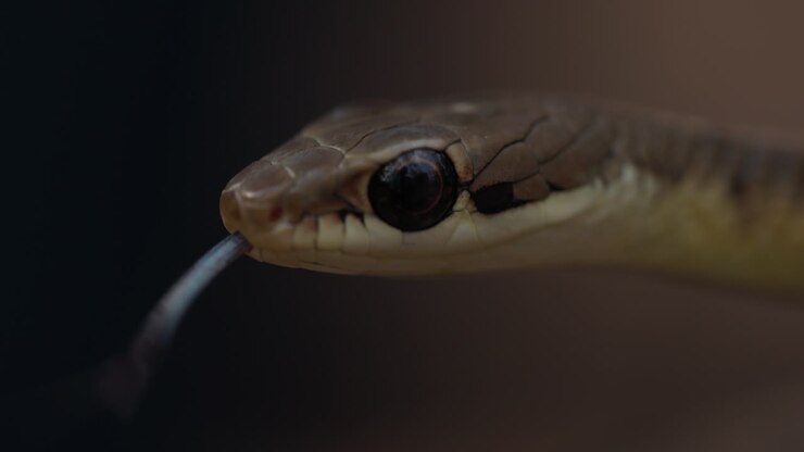Stunning slow-motion: Big-eyed Bronze-backed Tree Snake tasting the air in macro