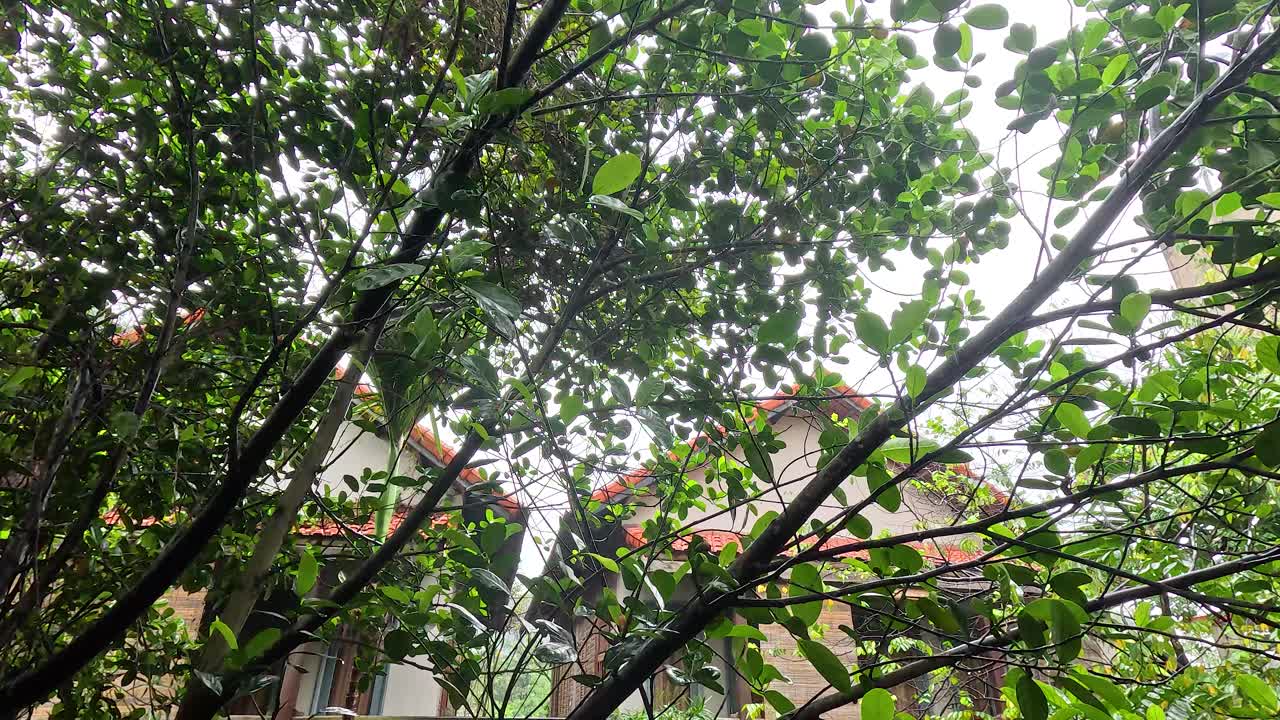 Tree branches moving near a house in Hanoi