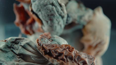 A-Macro-cinematic-epic-shot-of-a-magical-psychoactive-psilocybin-hallucination-dried-mushroom-with-a-yellow-red-cap,-on-a-rotating-360-reflecting-stand,-professional-studio-lighting,-4K-video