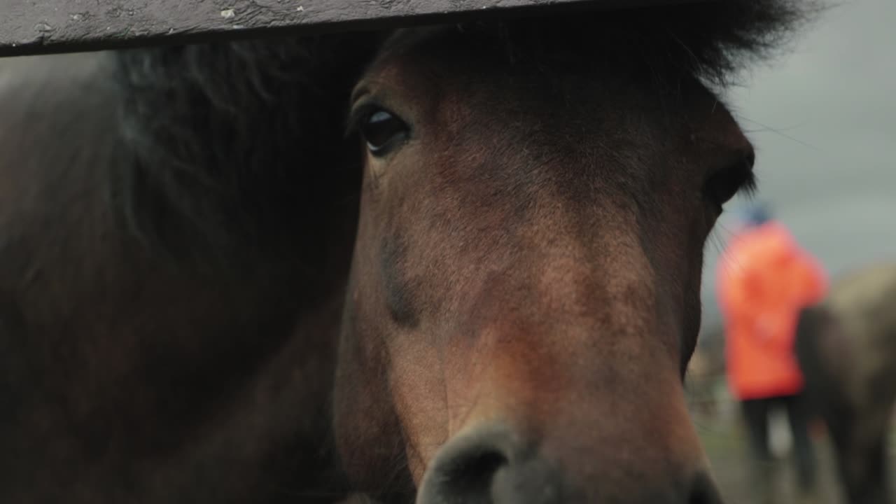 крупный план лошади, смотрящей в сторону камеры через забор в исландии