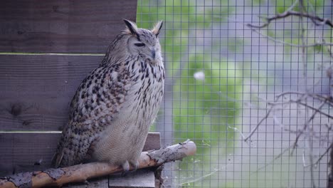 static shot of a pharaoh owl looking around whilst perched on a branch