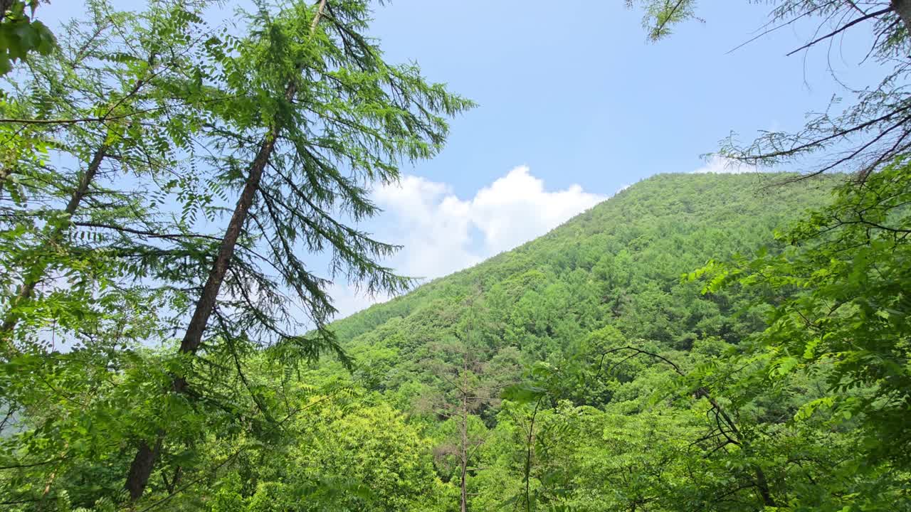 Lush green mountain framed by tall trees and vibrant foliage under a bright blue sky at Maninsan Ecological Park - Camera slowly pans left across mountain forest