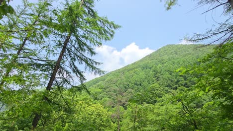 lush green mountain framed by tall trees and vibrant foliage under a bright blue sky at maninsan ecological park - camera slowly pans left across mountain forest