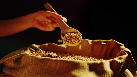 scooping chickpeas from a burlap sack