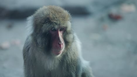 Closeup-Of-Young-Furry-Monkey-In-Daytime