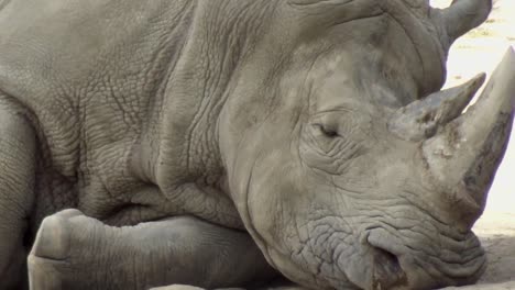 A-large-African-rhino-lies-down-in-the-hot-sun