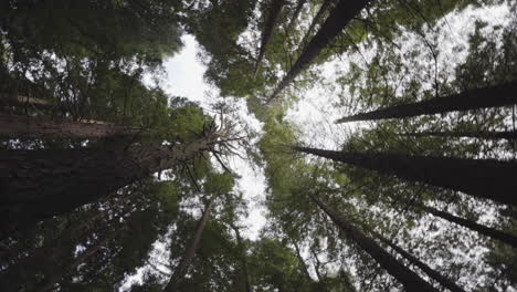 etéreo sin salida atascado en el bosque de secuoyas españa disparo en ángulo bajo