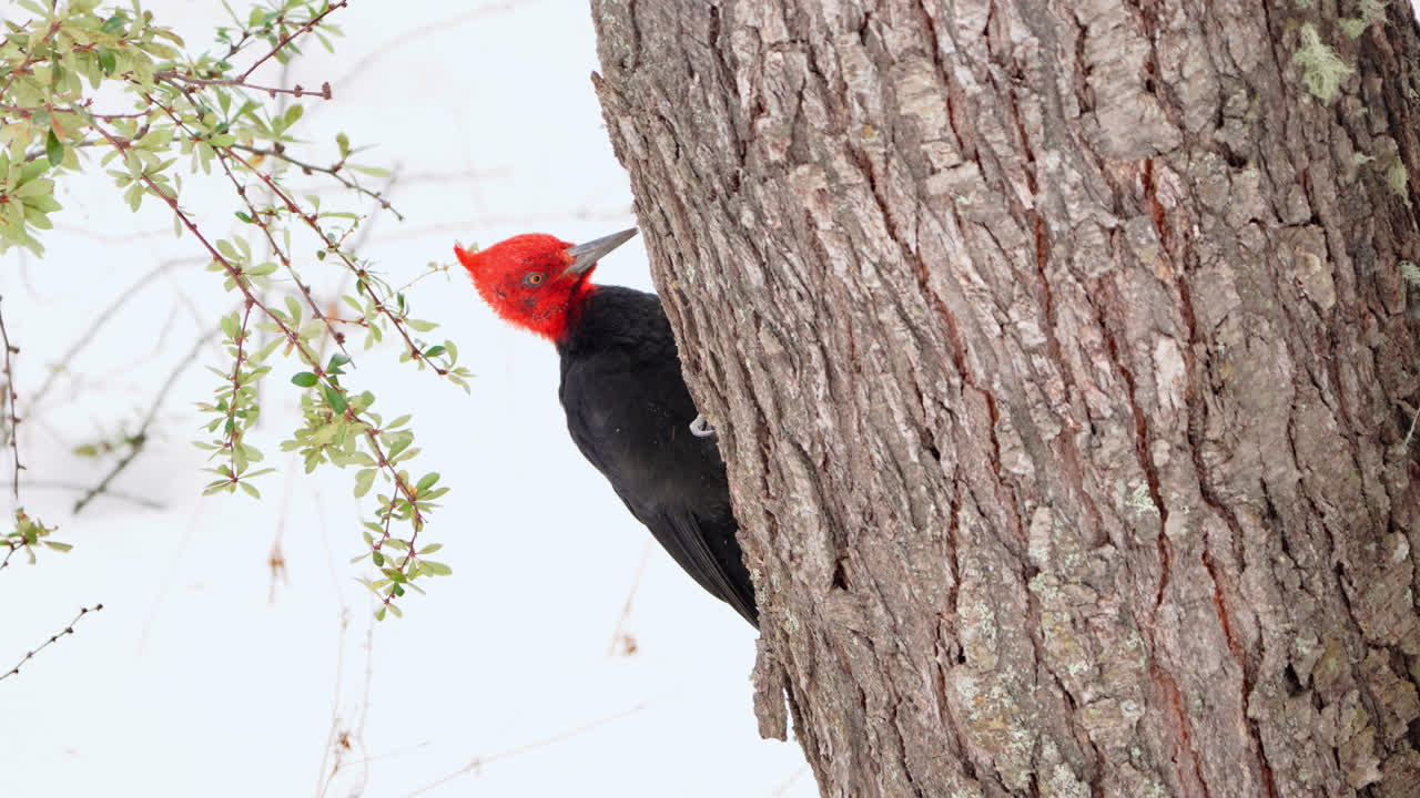 Red-crested Cardinal Woodpecker on Tree Trunk