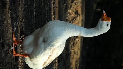 Vertical-slow-motion-static-shot-of-a-balinese-goose-running-in-pack-at-volcanic-lake-batur-danau-batur