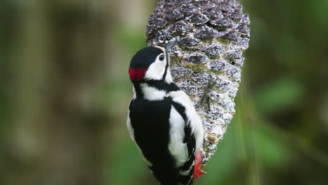 pájaro carpintero manchado macho adulto volando después de alimentarse