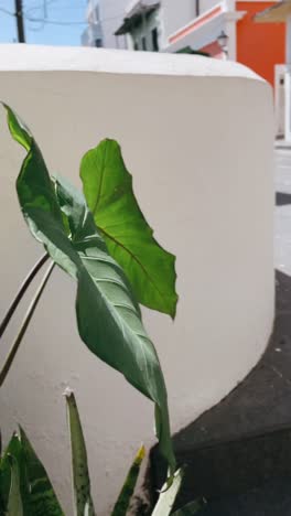 green plant in front of white wall