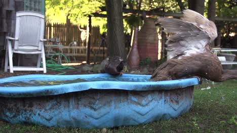 Video-Beim-Baden-Von-Geflügel,-Zeitlupenvideo-Von-Zwei-Enten-Beim-Wasserspielen,-Zwei-Schwarze-Enten,-Die-Sich-In-Einem-Eimer-Wasser-Waschen-Und-Federn-Putzen