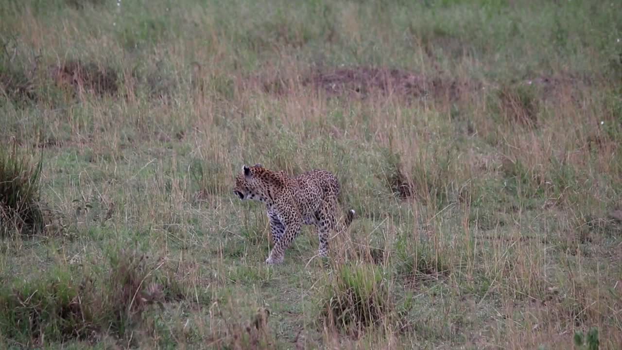 leopardo solitario caminando por la sabana en un día caluroso, sediento