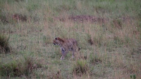 lone leopard walking through savannah on hot day, thirsty