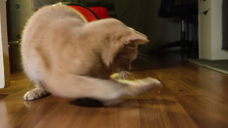 cat stalks red laser pointer dot across wooden floor in home, entering from right side