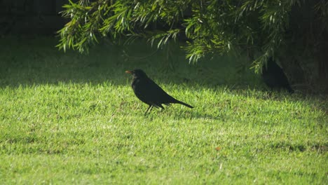 Amsel-Steht-Auf-Gras-Und-Zwitschert-Und-Singt,-Sonniger-Tag,-Australien,-Gippsland,-Victoria,-Maffra