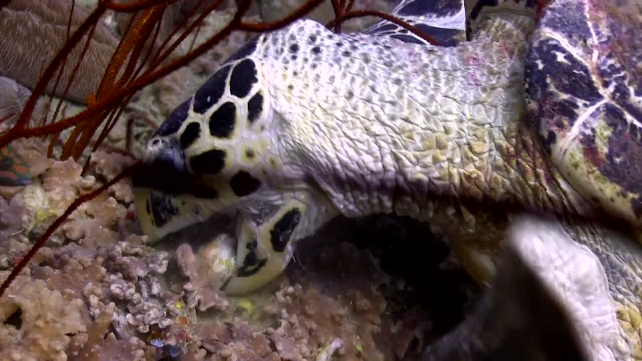 tortuga carey en koh tao-3