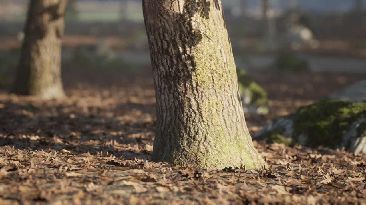 A close up of a textured tree trunk surrounded by autumn leaves in a park