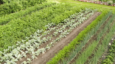 vuelo escénico hacia atrás bajo sobre pequeño jardín de alimentos vegetales verdes con filas de plantas orgánicas de patatas, repollo, zanahorias, cebollas y fresas, tirón aéreo superior