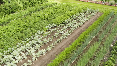 scenic backward low flight above small green vegetable food garden with rows of organic plants of potatoes, cabbage, carrots, onions and strawberries, overhead aerial pull back