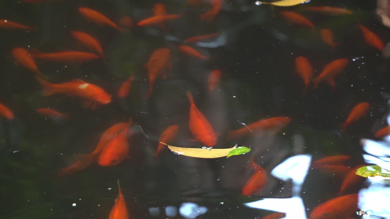 gran grupo de peces dorados orientales, carassius auratus nadando a través del estanque de agua dulce con un reflejo de agua brillante en el jardín botánico