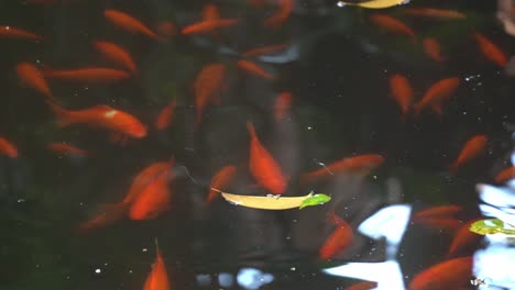 large group of oriental goldfish, carassius auratus swimming across the freshwater pond with shimmering water reflection at botanical garden