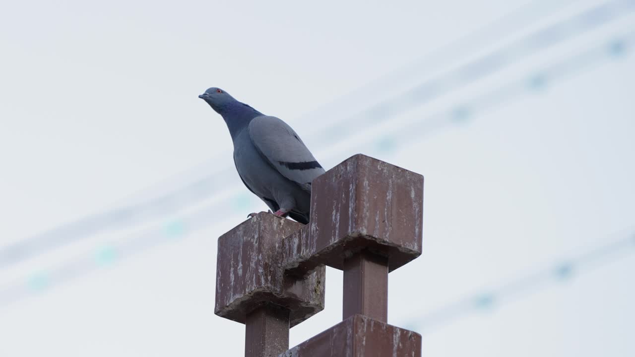 Piccione osserva la scena su un palo davanti a cavi elettrici sfocati nel cielo.