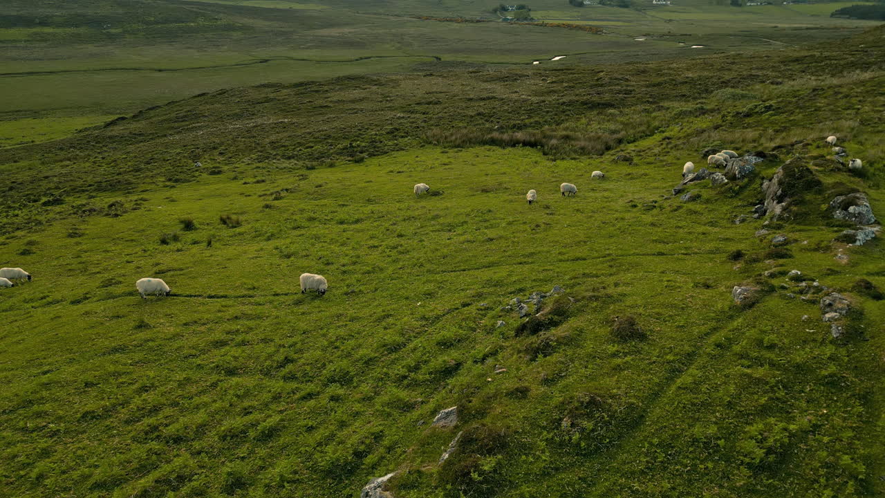 Sheep Grazing in a Mountainous Landscape