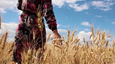 chica caminando por el campo de trigo y tocando con la mano - primer plano