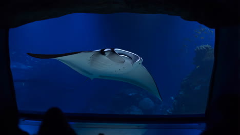 Manta ray in an aquarium
