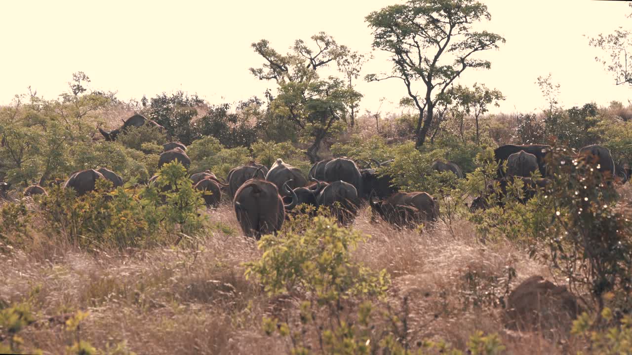gran manada de búfalos africanos pastando en arbustos de sabana africana