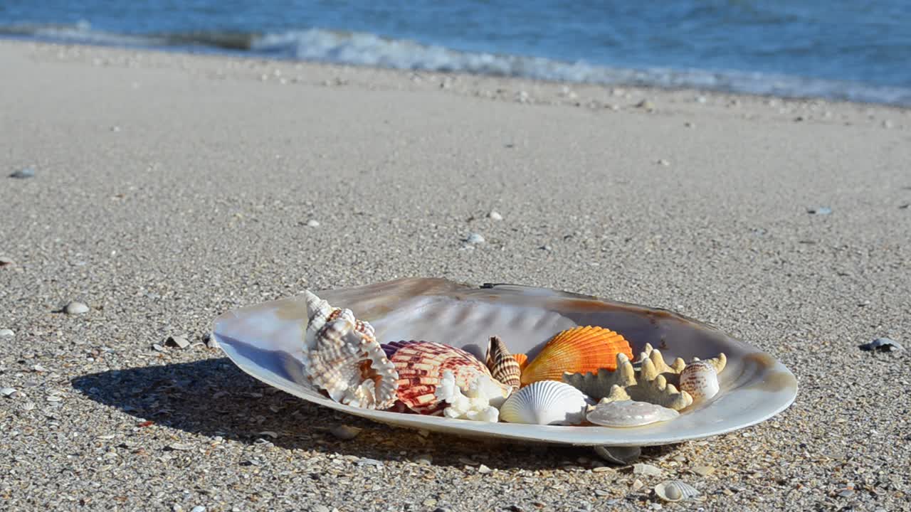 Cockleshells on sand against the background of waves. Shooting on the beach
