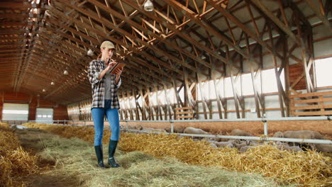 Lower-view-of-young-Caucasian-woman-in-cap-walking-in-stable-with-sheep-flock-and-using-a-tablet