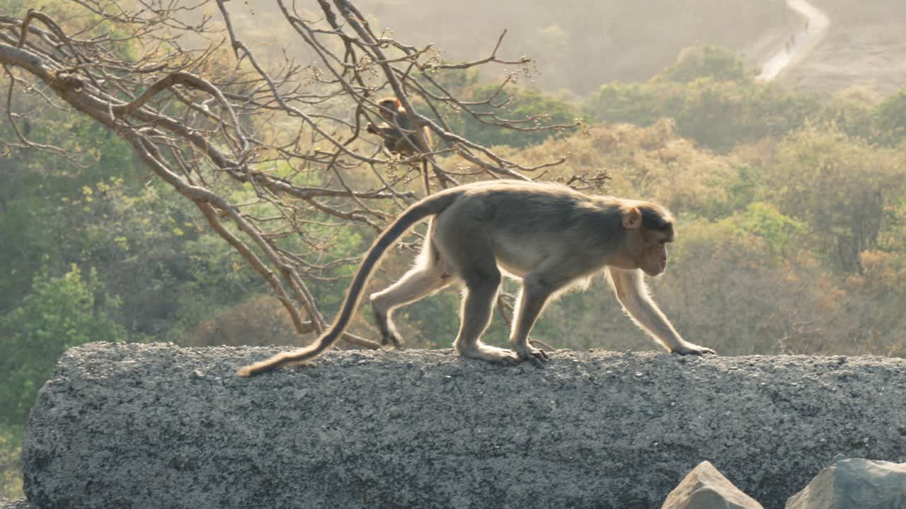 el mono grande camina sobre una roca, mientras que el mono joven está sentado en el árbol con hojas verdes