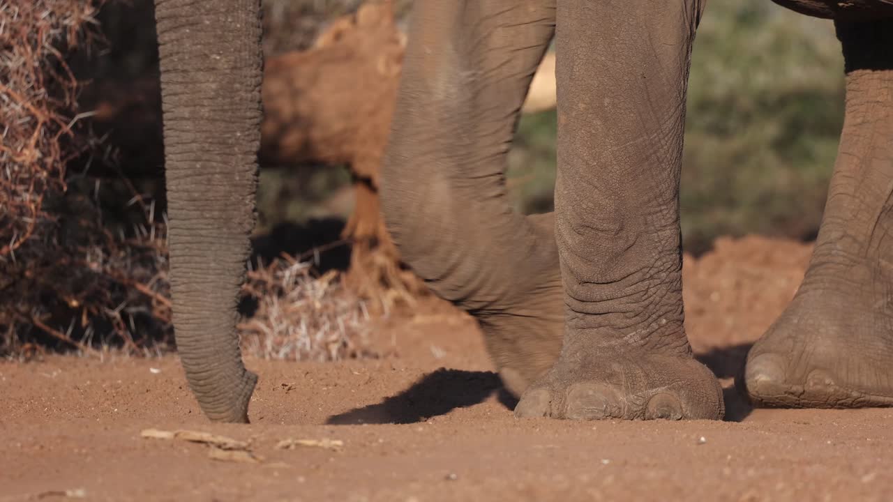 Panning shot of an African elephant's legs while walking, Mashatu Game Reserve