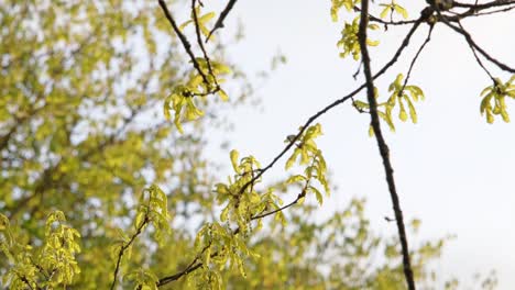 Eichenzweig-An-Einem-Sonnigen-Frühlingsabend-Mit-Kleinen-Blättern-Und-Anderen-Bäumen-Im-Hintergrund