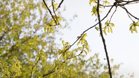 Rama-De-Roble-Durante-La-Soleada-Tarde-De-Primavera-Con-Hojas-Pequeñas-Y-Otros-árboles-En-El-Fondo