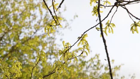 rama de roble durante la soleada noche de primavera con pequeñas hojas y otros árboles en el fondo