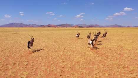 astonishing aerial over herd of oryx antelope wildlife running fast across empty savannah and plains of africa near the namib desert namibia 3