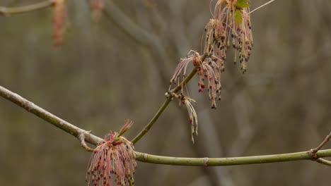 Late-Snowfall-On-Spring-Buds-On-Branches-With-Bokeh-Background