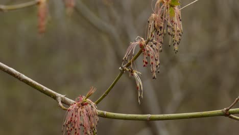 late snowfall on spring buds on branches with bokeh background