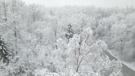 Forest-Trees-And-Frozen-Stream-Covered-In-Snow-In-Poland-In-WInter---aerial-shot