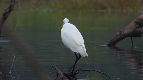 Silberreiher-Im-Teich,-Der-Auf-Futter-Wartet