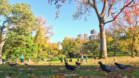 people walking and pigeons in a park