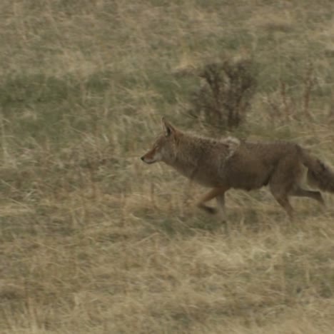 a coyote walks through the grass